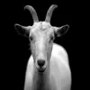 Stream & download Goat - Single