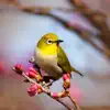 Birds Singing Sounds with Nature to Help Relax and Sleep Better - Single album lyrics, reviews, download