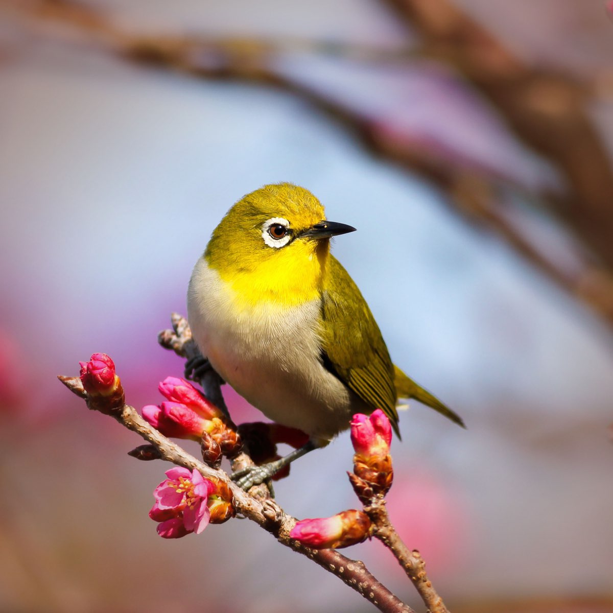 ‎Birds Singing Sounds with Nature to Help Relax and Sleep Better ...