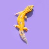 Gecko