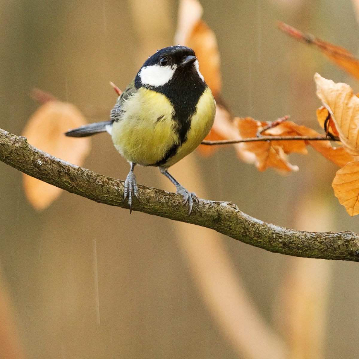 Listening birds. Осенний фон синицы на ветке. Звуки птиц.