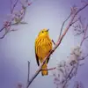Relaxing Bird Singing Sound For Calmness and Relaxation - Single album lyrics, reviews, download