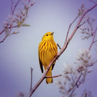 Relaxing Bird Singing Sound For Calmness and Relaxation by Soothing Sounds, Bird Sounds & Natural Samples song reviws