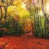 Autumn Forest - Single album lyrics, reviews, download