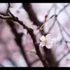 Koshaberi Biyori (From "Komi Can't Communicate Season 2") [Piano Version] song lyrics