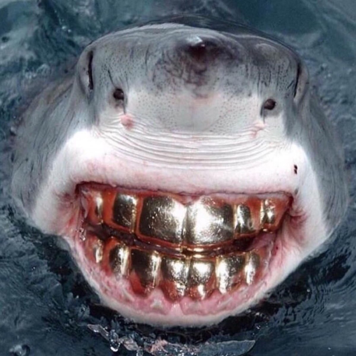 фотографии страшные акулы