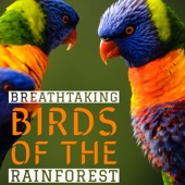 Tropical Birdsongs artwork