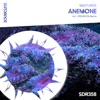 Anemone - Single