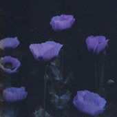 Lilac Dawn artwork