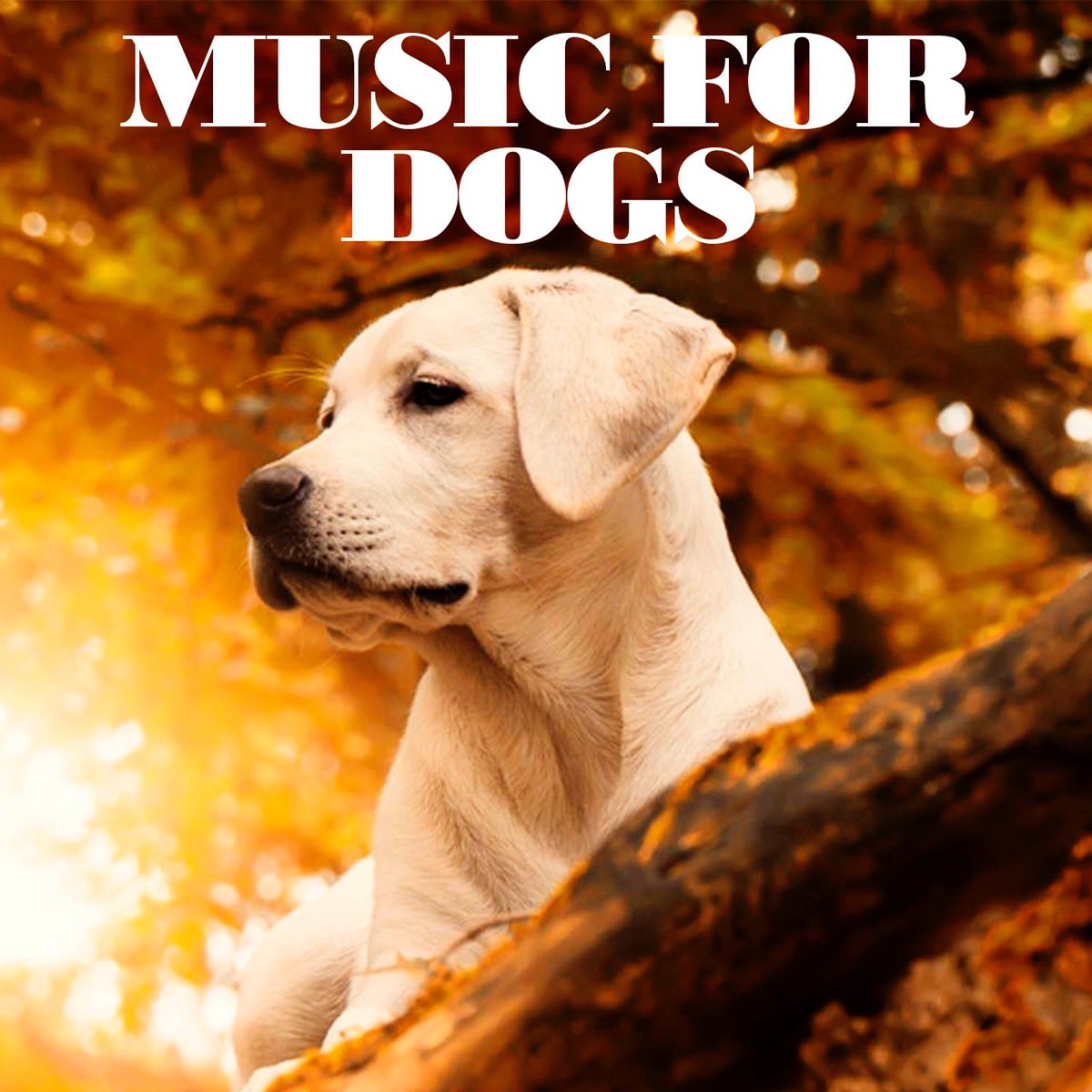 Dog music. Songs for Pets.