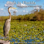 Birds in Florida -Everglades National Park- - EP artwork