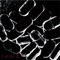 Apothecary - Lucia Lie lyrics