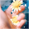 Flowers - Single