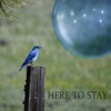 Here to Stay - EP