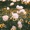 Nathan Kawanishi - Rained In