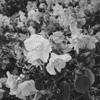 Syrup - Single