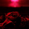 The Paper Kites - Without Your Love (feat. Julia Stone)