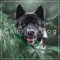 Peace and Quiet - Dog Music Dreams, Dog Music & Relaxmydog lyrics