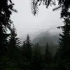 Forest Rain Sounds album lyrics, reviews, download