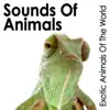 Sounds of Animals: Exotic Animals of the World album lyrics, reviews, download