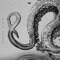 Black Dragon - Rasster lyrics