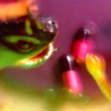 Bush Tetras - Mouse