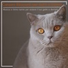 RelaxMyCat - Gentile Brezza