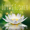 Lotus Flower - Peder B. Helland