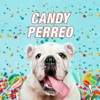 Candy Perreo (feat. Kazu & DJ Kelvin) - Single