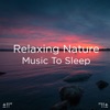 Relaxing Nature Music to Sleep