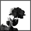 Black Rose - Single