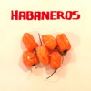 Habaneros - EP artwork