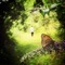 Will You Still Love Me Tomorrow - Hannah Cartwright lyrics