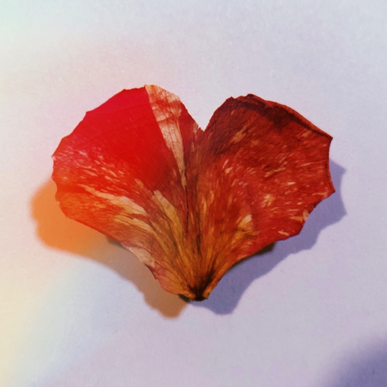 Cover artwork for Wild Heart
