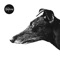 Canine - The Reytons lyrics