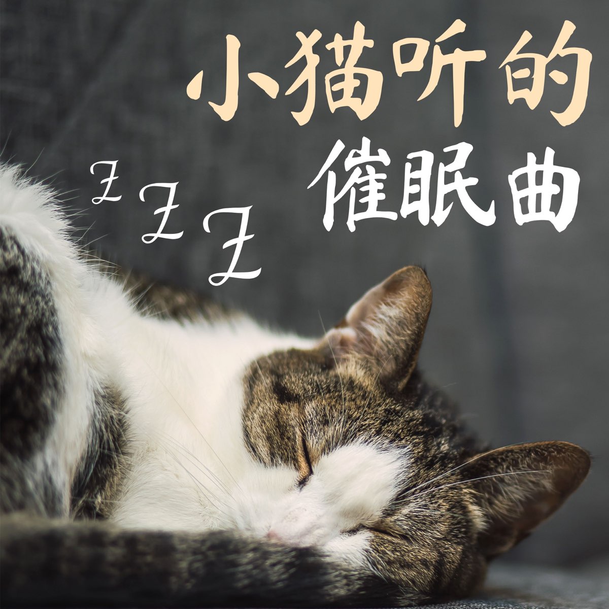 小猫听的催眠曲 睡猫音乐 音乐放松和入睡 放松你的猫di 猫咪安眠曲su Apple Music