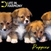 Life In Harmony: Puppies