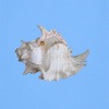 Cold Skin - Single