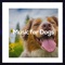 Music for Dogs - Music for Pets Library lyrics