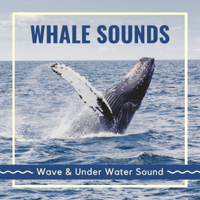 Samuel Soft - Whale Sounds - Wave & Under Water Sound artwork