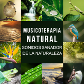 Musicoterapia Natural: Sonidos Sanador de la Naturaleza, Olas del Mar, Lluvia, Canto de los Pájaros, Ranas y Grillos - Academia de Música con Sonidos de la Naturaleza