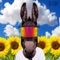 Donkey - Djude lyrics