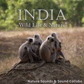 India -Wild Life & Nature- artwork