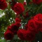 Smell the Roses (feat. Jonum) - Kaze lyrics