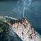 Sage (feat. Landan Ash) - Max Provenzano lyrics