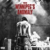 Winnipegs Anomaly