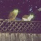 Toons - Argyle Forest lyrics