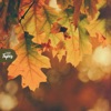 Colorful Leaves - Single