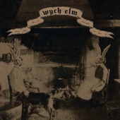 wych elm - Brute