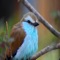 Birds Chirping - Bird Sounds, Nature And Bird Sounds & The Nature Soundscapes lyrics